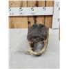 Image 2 : 14" Alligator Head Taxidermy