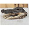 Image 3 : 14" Alligator Head Taxidermy
