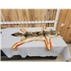 Image 1 : Coyote Rug Taxidermy