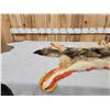 Image 2 : Coyote Rug Taxidermy