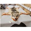 Image 3 : Coyote Rug Taxidermy