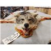 Image 4 : Coyote Rug Taxidermy