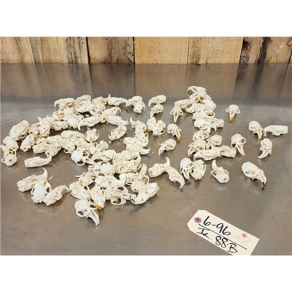 98 Muskrat Skull Taxidermy