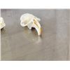 Image 2 : 98 Muskrat Skull Taxidermy