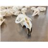 Image 3 : 98 Muskrat Skull Taxidermy