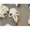 Image 4 : 98 Muskrat Skull Taxidermy