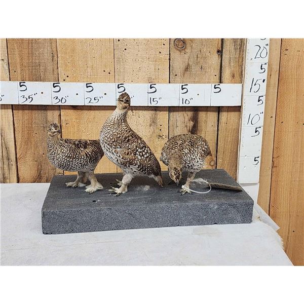 Trio Of Sharp Tail Grouse Bird Taxidermy