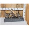 Image 1 : Trio Of Sharp Tail Grouse Bird Taxidermy