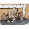 Image 2 : Trio Of Sharp Tail Grouse Bird Taxidermy