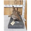 Image 3 : Trio Of Sharp Tail Grouse Bird Taxidermy