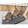 Image 4 : Trio Of Sharp Tail Grouse Bird Taxidermy