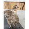 Image 5 : Trio Of Sharp Tail Grouse Bird Taxidermy