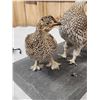 Image 6 : Trio Of Sharp Tail Grouse Bird Taxidermy