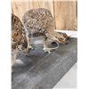 Image 7 : Trio Of Sharp Tail Grouse Bird Taxidermy