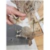 Image 8 : Trio Of Sharp Tail Grouse Bird Taxidermy