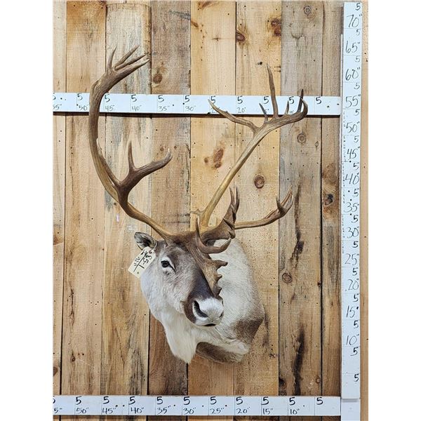 Caribou Shoulder Mount Taxidermy