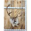 Image 1 : Caribou Shoulder Mount Taxidermy