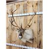 Image 2 : Caribou Shoulder Mount Taxidermy