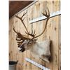 Image 3 : Caribou Shoulder Mount Taxidermy