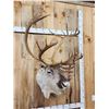 Image 4 : Caribou Shoulder Mount Taxidermy