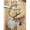 Image 5 : Caribou Shoulder Mount Taxidermy