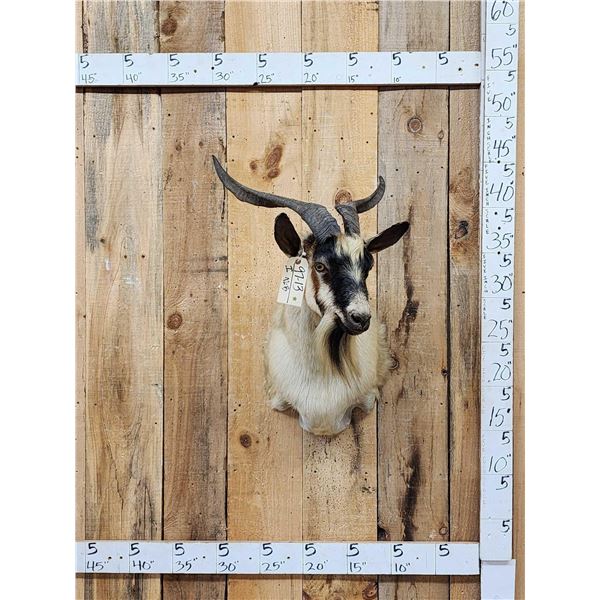 Feral Goat Shoulder Mount Taxidermy