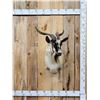 Image 1 : Feral Goat Shoulder Mount Taxidermy