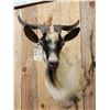 Image 2 : Feral Goat Shoulder Mount Taxidermy