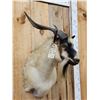 Image 3 : Feral Goat Shoulder Mount Taxidermy