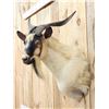 Image 4 : Feral Goat Shoulder Mount Taxidermy