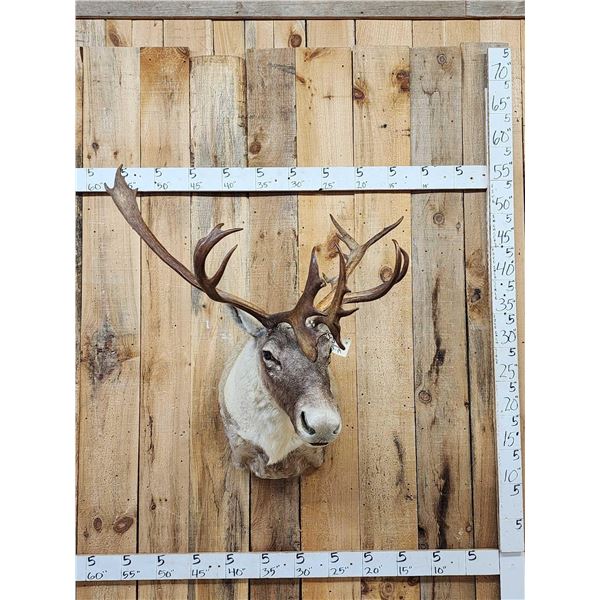 Caribou Shoulder Mount Taxidermy
