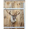 Image 1 : Caribou Shoulder Mount Taxidermy