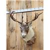 Image 2 : Caribou Shoulder Mount Taxidermy