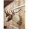 Image 3 : Caribou Shoulder Mount Taxidermy