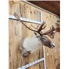 Image 4 : Caribou Shoulder Mount Taxidermy
