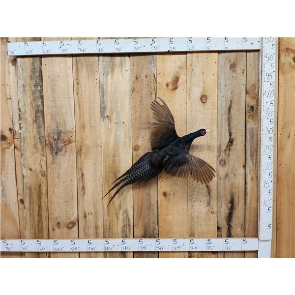 Color Phase Ringneck Pheasant In Flight Bird Taxidermy