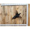 Image 1 : Color Phase Ringneck Pheasant In Flight Bird Taxidermy