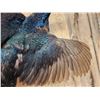 Image 3 : Color Phase Ringneck Pheasant In Flight Bird Taxidermy
