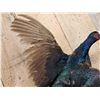 Image 4 : Color Phase Ringneck Pheasant In Flight Bird Taxidermy