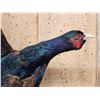Image 5 : Color Phase Ringneck Pheasant In Flight Bird Taxidermy