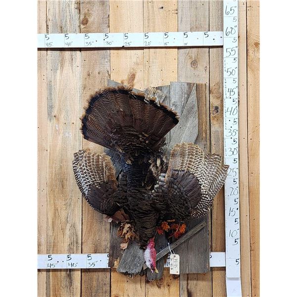 Turkey Harvest Mount Bird Taxidermy