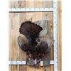 Image 1 : Turkey Harvest Mount Bird Taxidermy