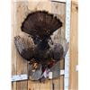 Image 2 : Turkey Harvest Mount Bird Taxidermy
