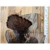 Image 3 : Turkey Harvest Mount Bird Taxidermy