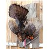 Image 4 : Turkey Harvest Mount Bird Taxidermy
