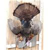 Image 5 : Turkey Harvest Mount Bird Taxidermy