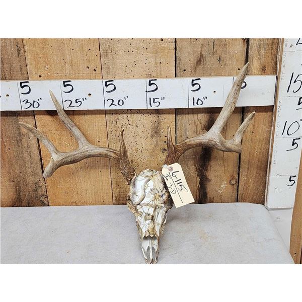 4x4 Whitetail Antlers On Reproduction Skull