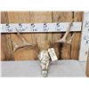 Image 1 : 4x4 Whitetail Antlers On Reproduction Skull