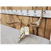 Image 2 : 4x4 Whitetail Antlers On Reproduction Skull