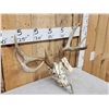Image 4 : 4x4 Whitetail Antlers On Reproduction Skull